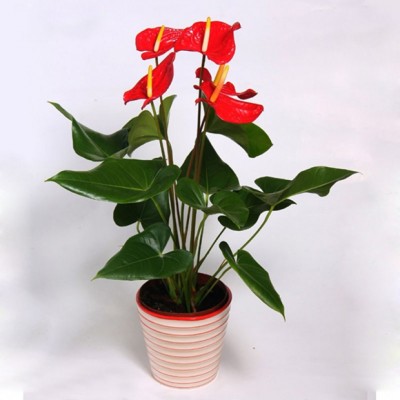 Plante Anthurium rouge